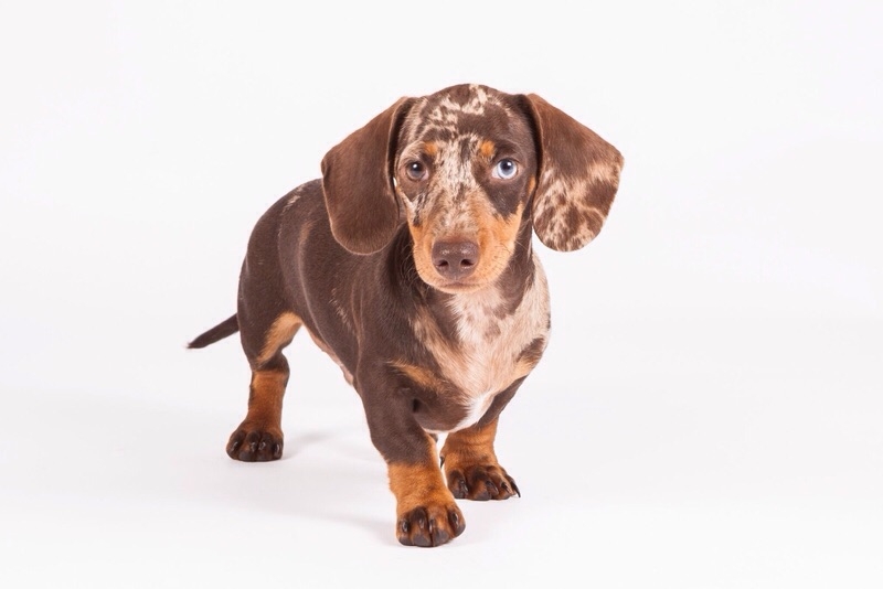 Dapple dachshund - what kind of dog is it?