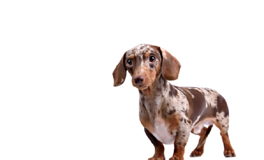 What is the temperament of a dapple dachshund?