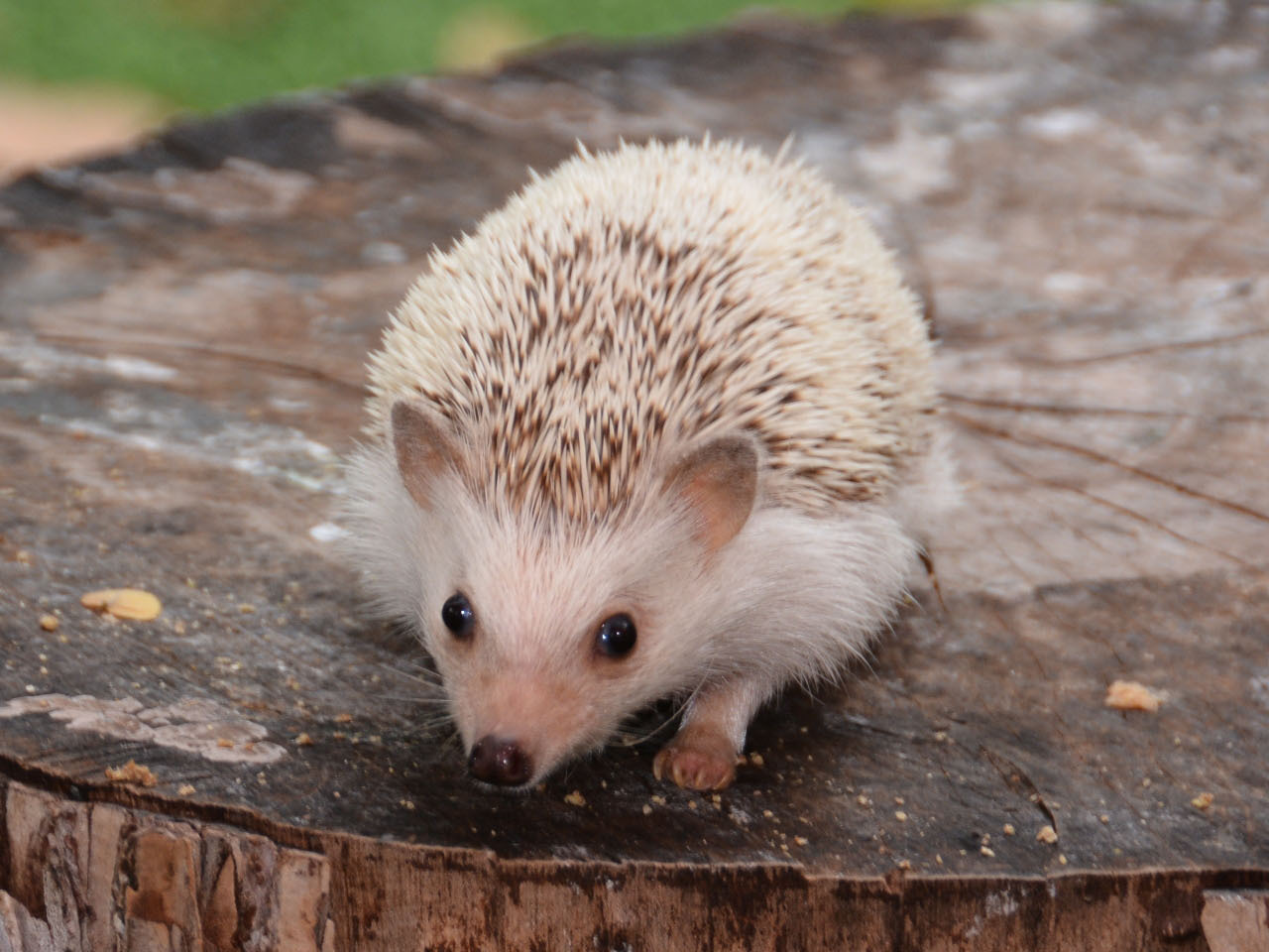 The African pygmy hedgehog - price