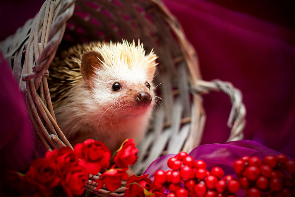 What are the characteristics of the African pygmy hedgehog?