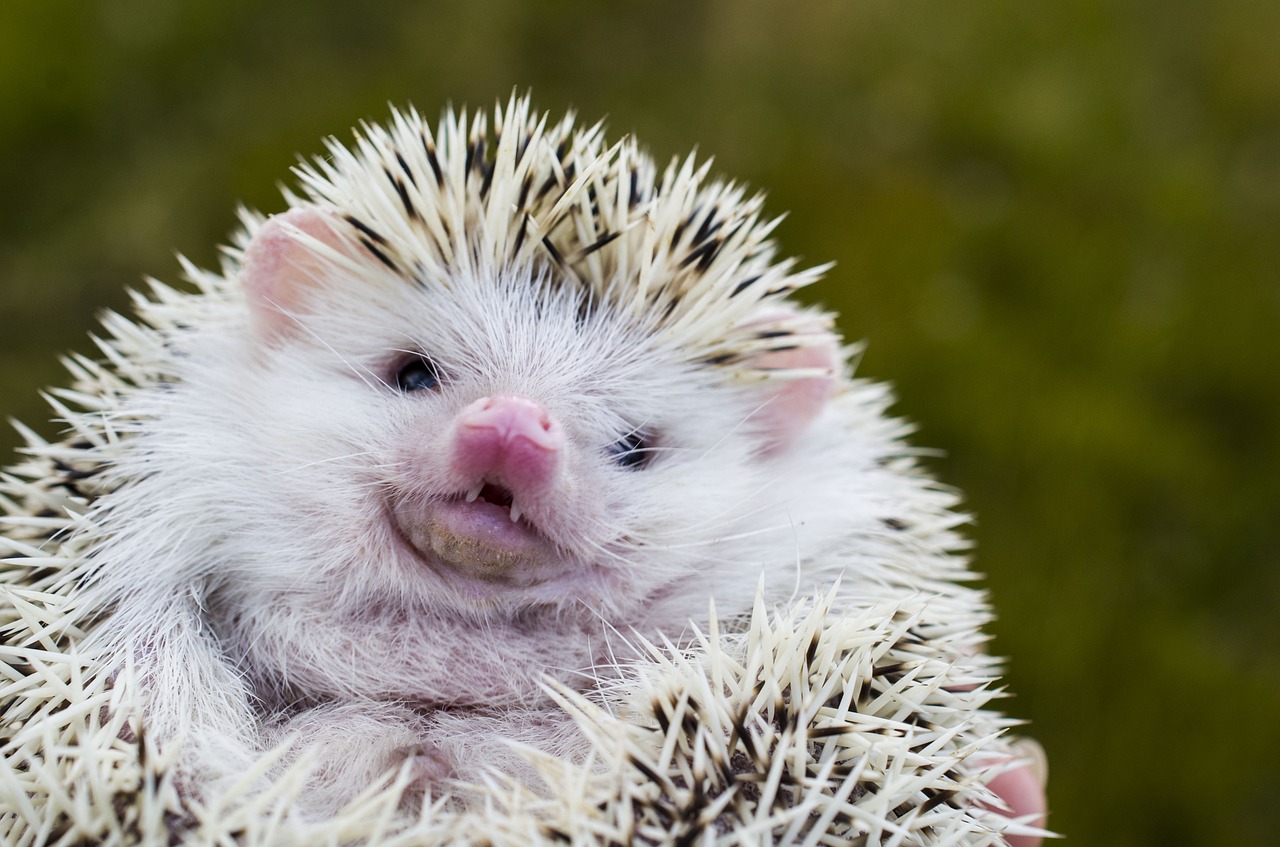 African Pygmy Hedgehog - How to Take Care of a Pet Hedgehog?