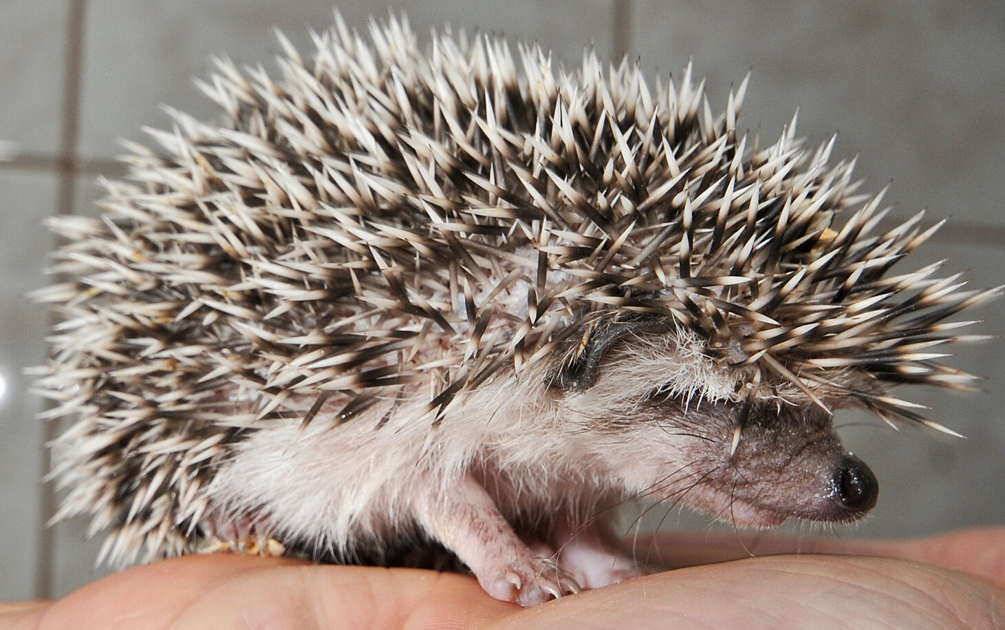 Hedgehog as a pet - is it a good animal for children?