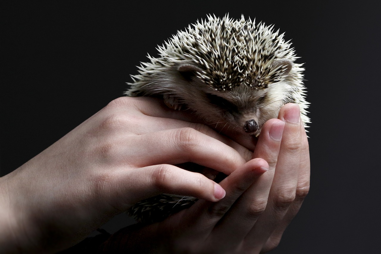 How to groom a pet hedgehog?