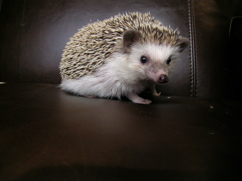 The African pygmy hedgehog lifespan - how long does it live?