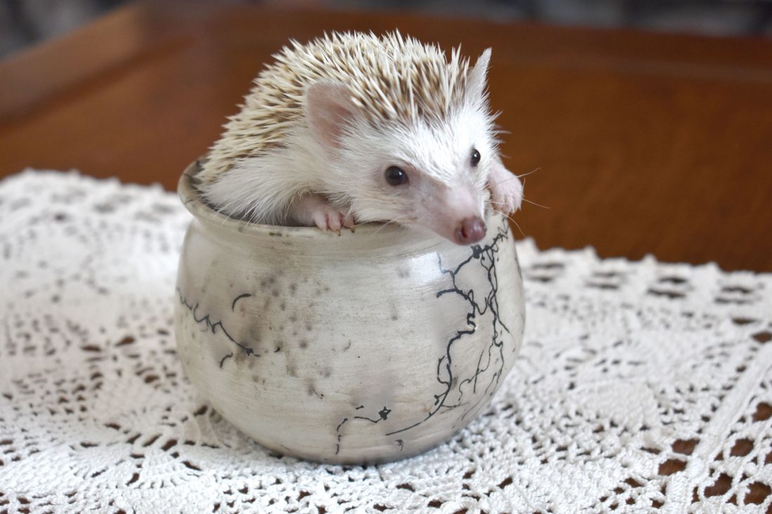 What is the best cage for the African pygmy hedgehog?