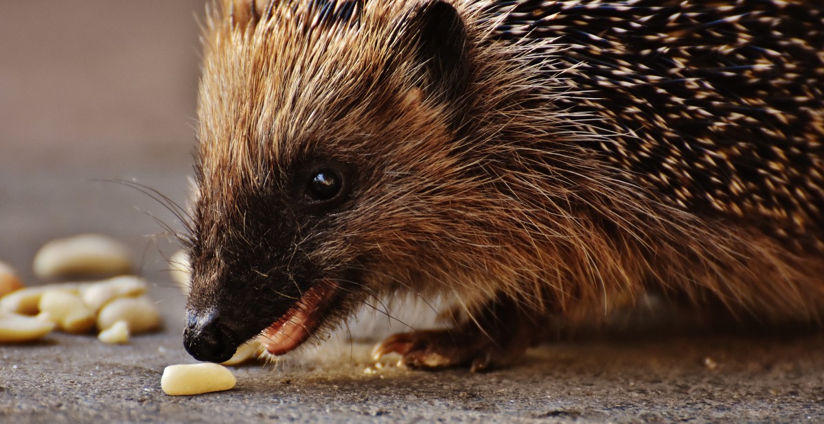 What does the African pygmy hedgehog eat?