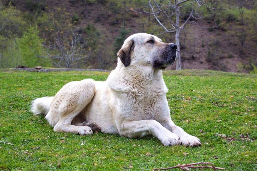 Does the Kangal shepherd dog need a special diet?