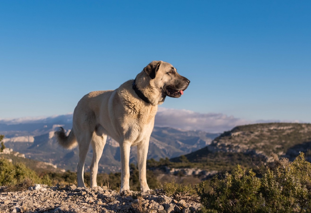 Kangal Dog - Learn About Temperament and Needs of Kangal Dogs
