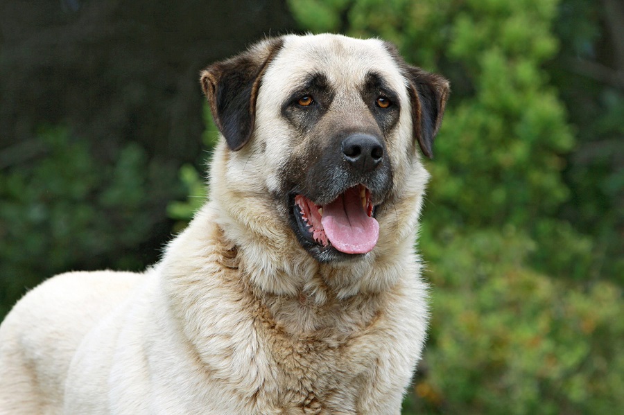 Where does the Kangal shepherd dog originate from, and what does it look like?