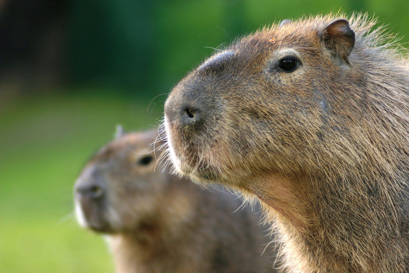 Capibara - Características, Duración de la vida, Datos sobre los Capibaras