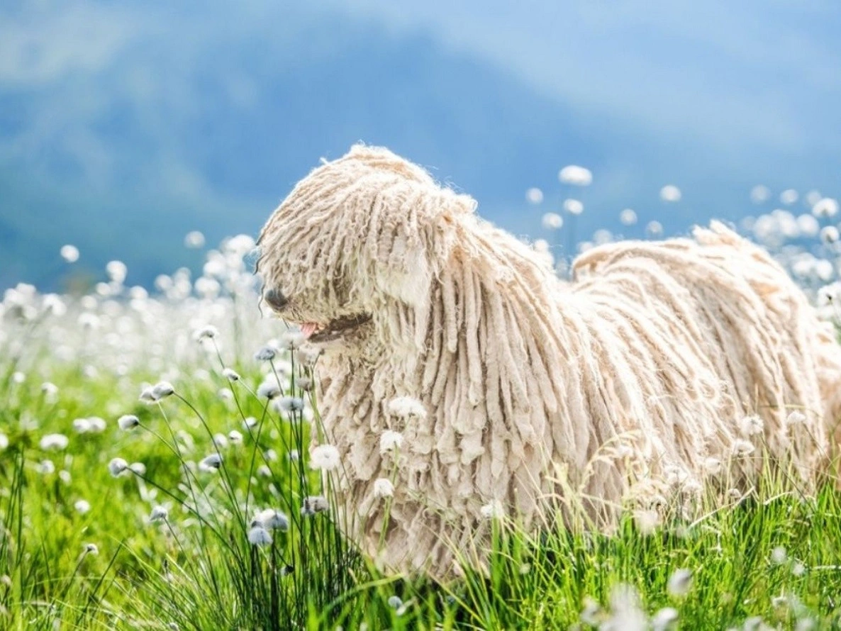 Komondor, oder Mopphund - Top Infos über den Ungarischer Hirtenhund