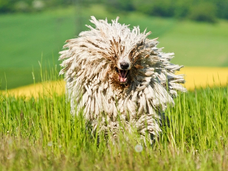 El Komondor: un perro de aspecto inusual