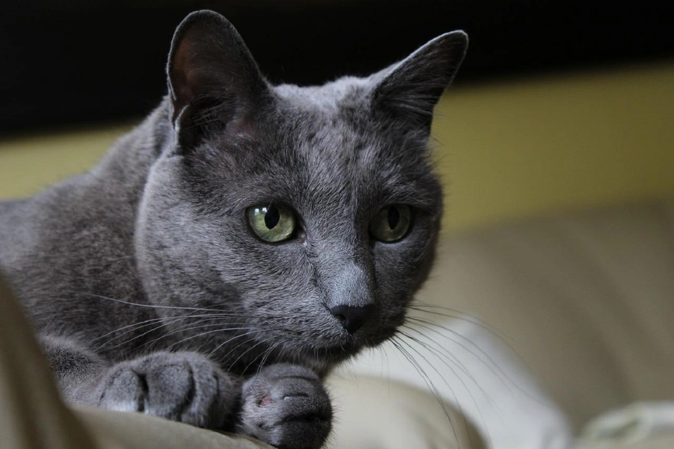 Korat-Katze - Überprüfen Sie ihre Pesonalität, Lebensspanne und Bedürfnisse