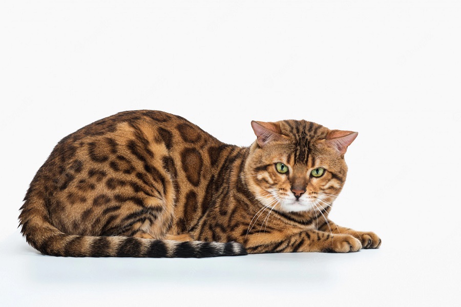 The Bengal cat – origins of the breed