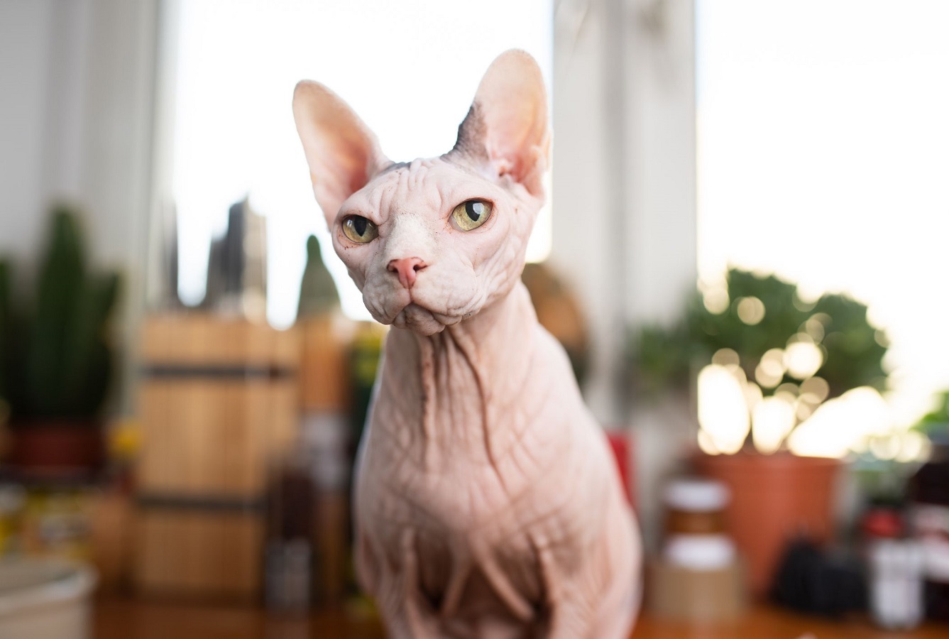 Extraordinary Bald Cats - 5 Popular Hairless Cat Breeds