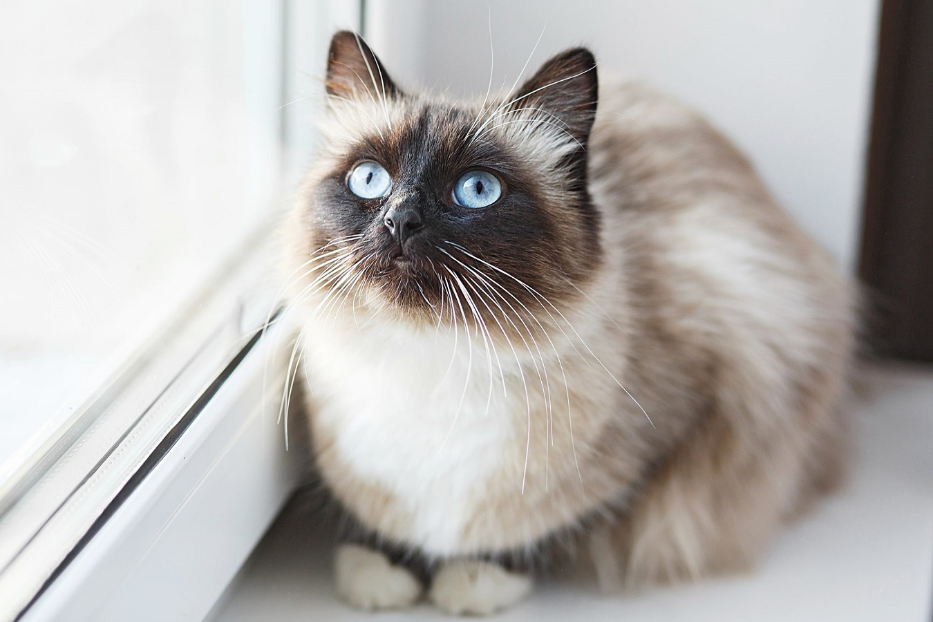 Birman Cat - Characteristics, Health Issues and Care Guide