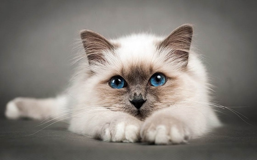 What does the Birman cat look like?