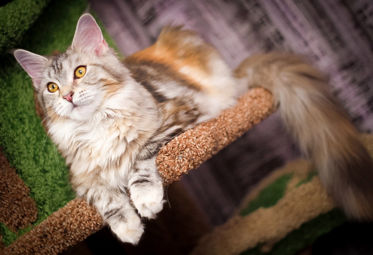 What does the Maine Coon cat look like?