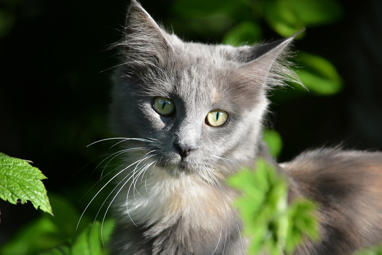 Maine Coon Katze - Wichtige Fakten, die Sie Wissen Müssen, bevor Sie eine Katze Bekommen