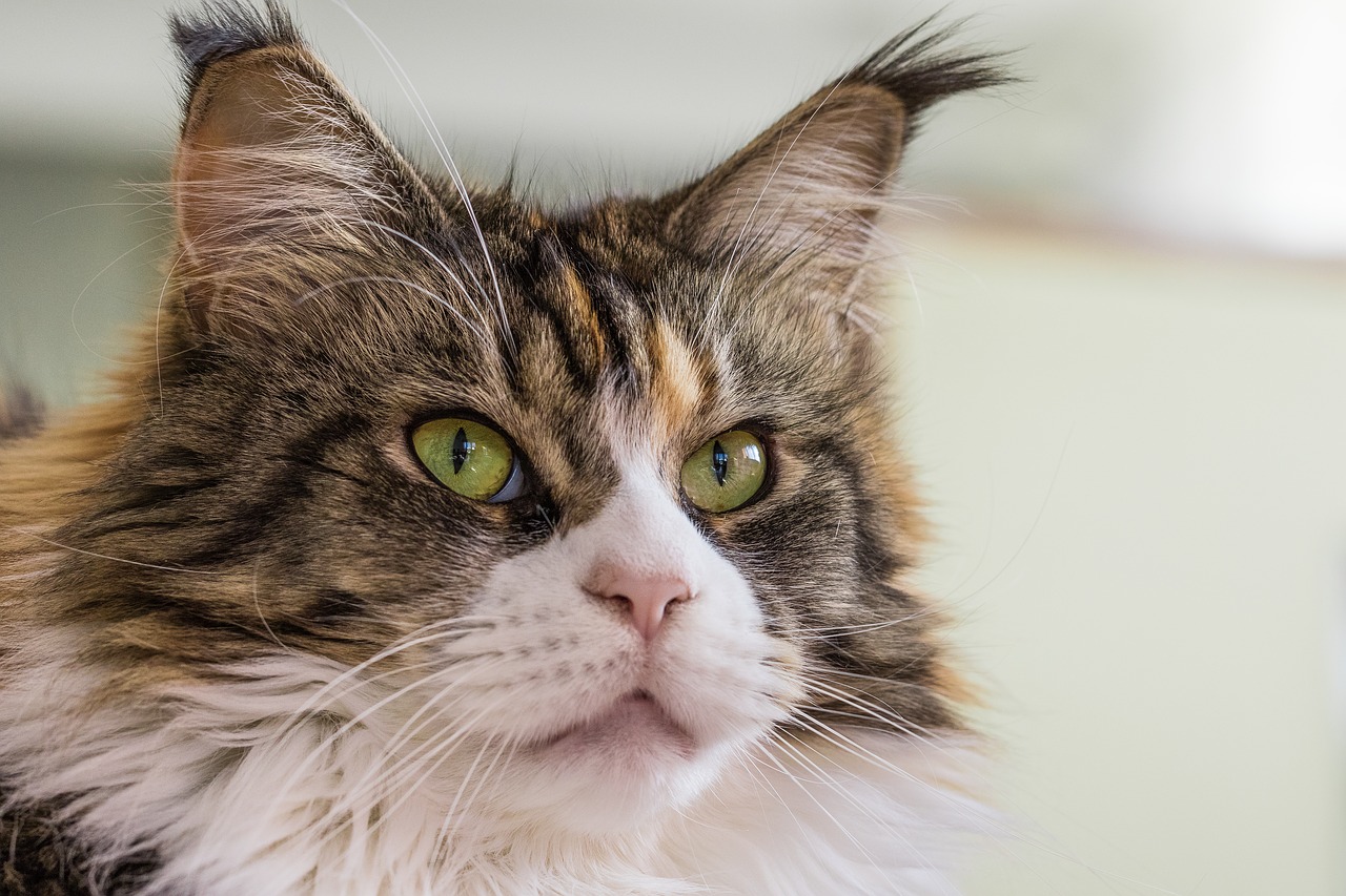 The Maine Coon cat personality