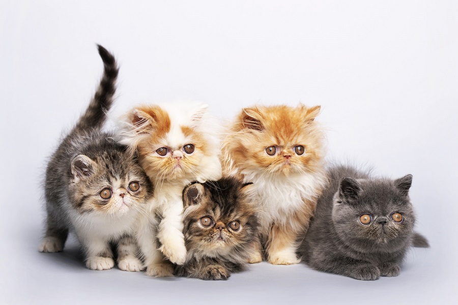 Kot perski - charakter zwierzęcia