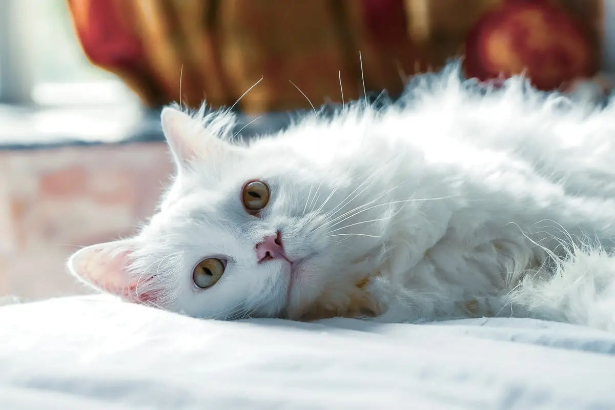 Gatos Persa - Todo lo Que Necesita Saber Sobre el Cuidado del Gato Persa