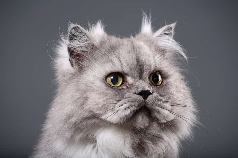 ¿Cuánto cuesta un gato persa?