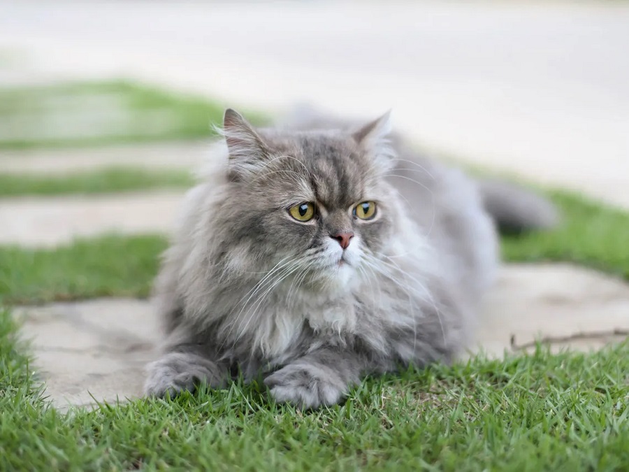 What kind of care does the Persian cat need?