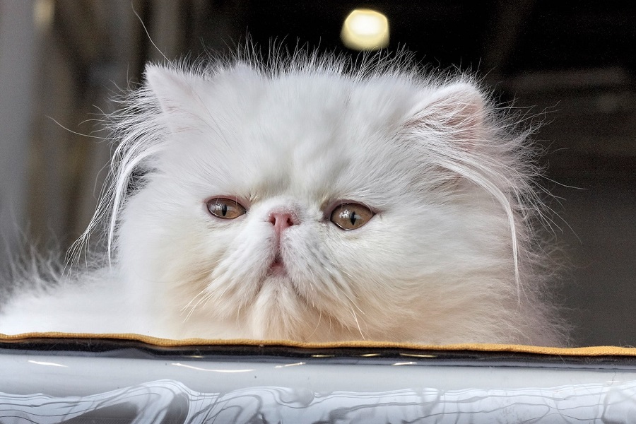 The Persian cat - where does the breed come from?