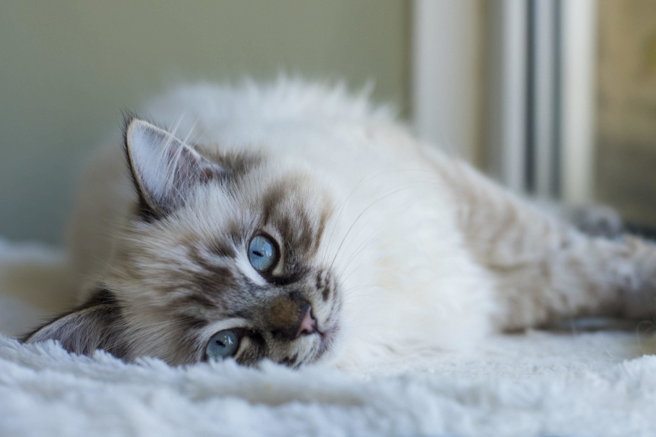 Ragdoll-Katze - Persönlichkeit, Größe und Pflege der Rasse
