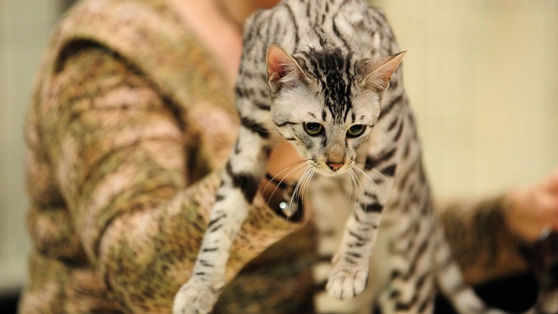 Kot savannah – cena zwierzęcia