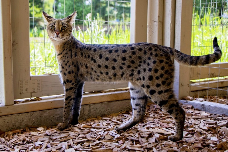 Do Savannah cats require a special diet?