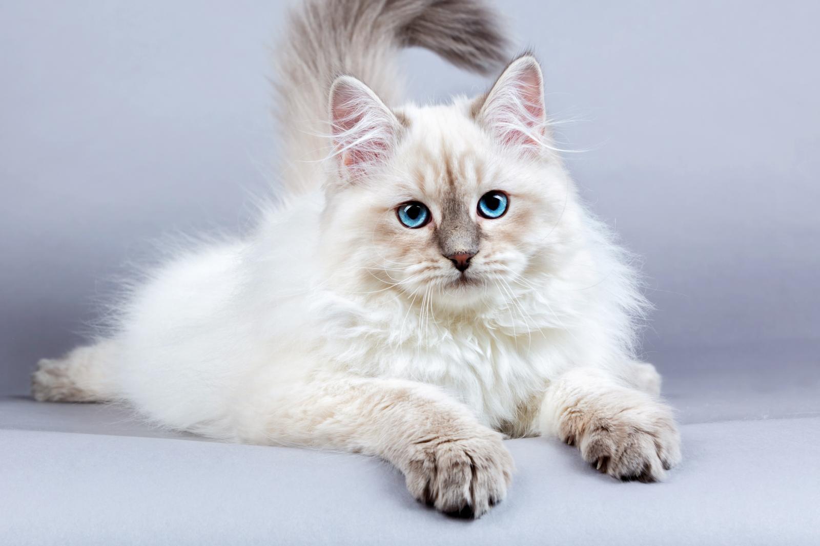Siberian cat - personality and temperament