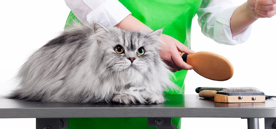 Jakiej pielęgnacji wymaga syberyjski kot?