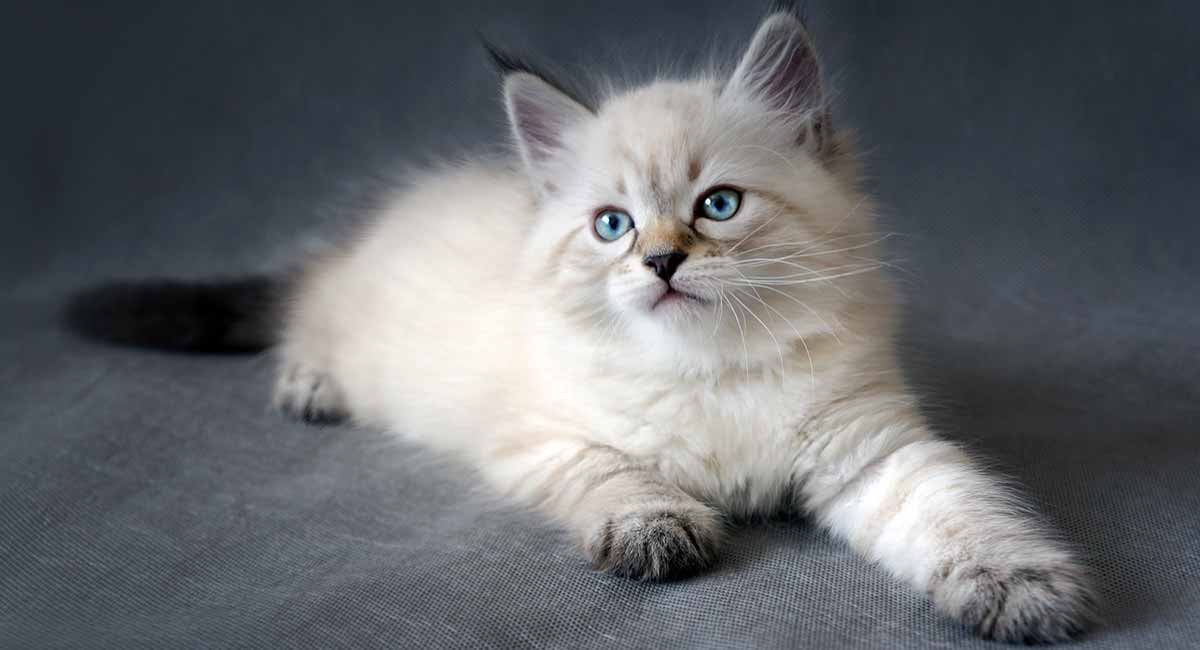 Czy kot syberyjski jest odpowiedni dla małych dzieci?
