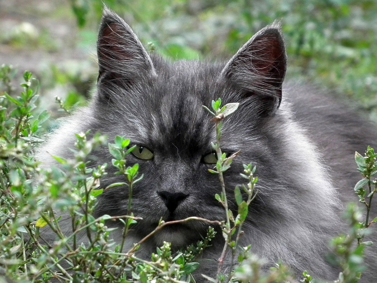 Magnífico Gato Siberiano - Características de la Raza, Necesidades y Cuidados