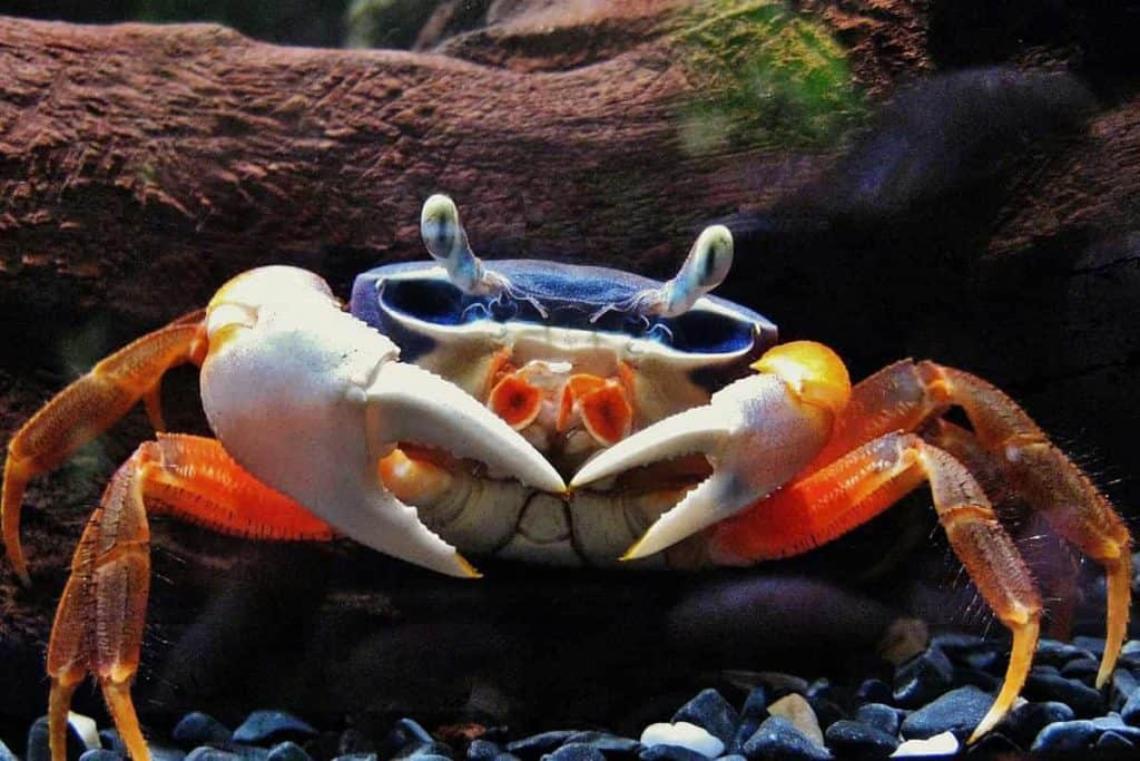 Le crabe arc-en-ciel - comment s'en occuper ?