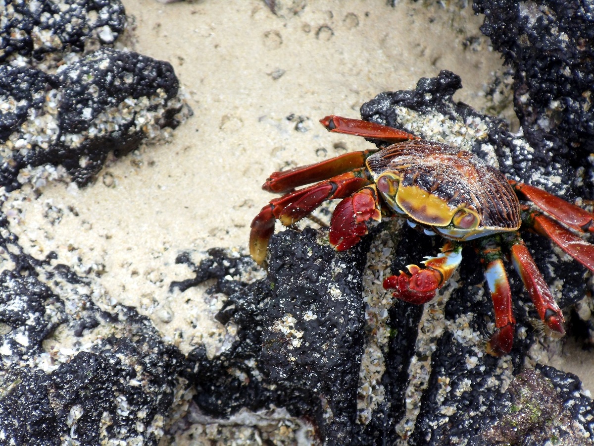 Rainbow Crab - Learn How to Take Care of Cardisoma Armatum