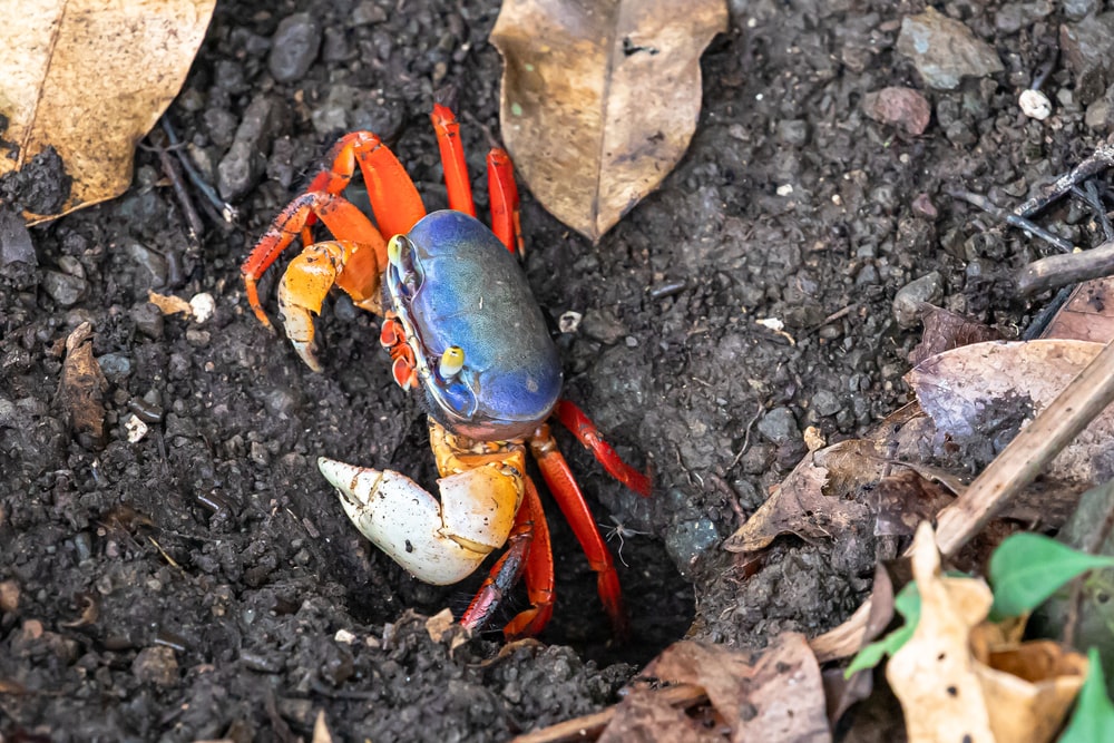 What do rainbow crabs eat?