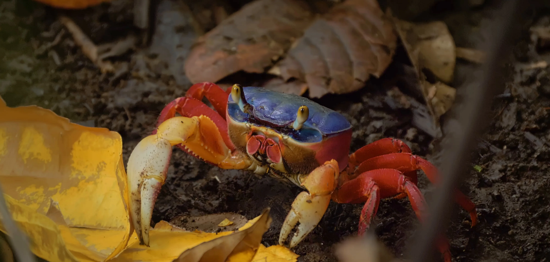 Where does the rainbow crab originate?