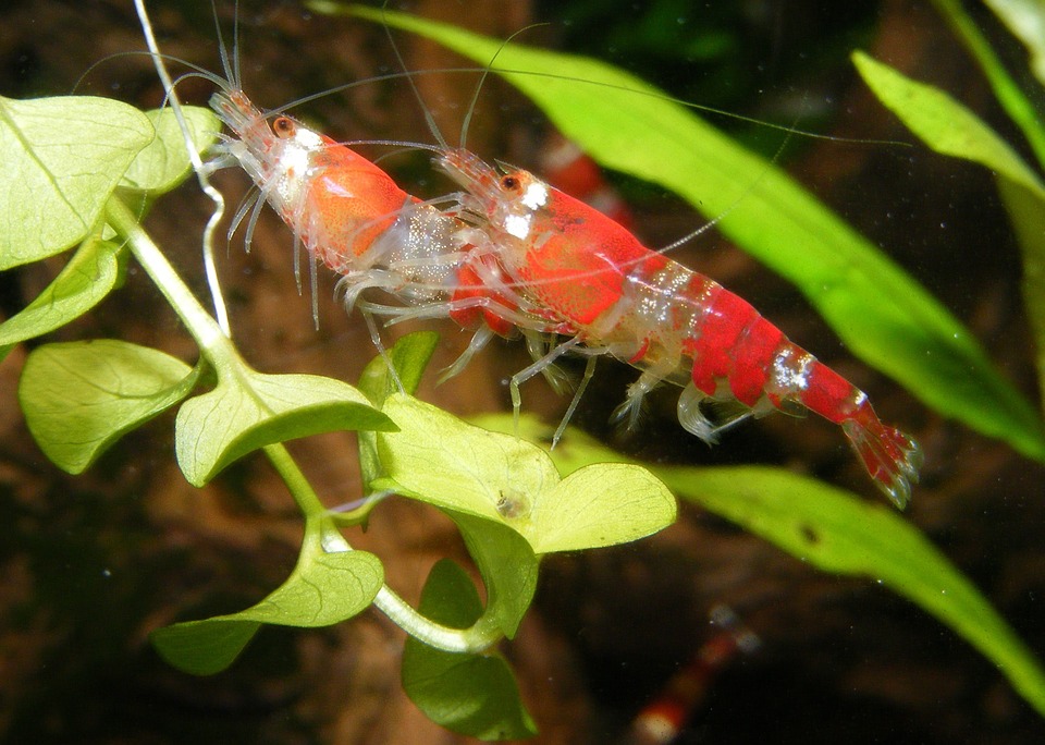 Comment élever des crevettes d'eau douce?