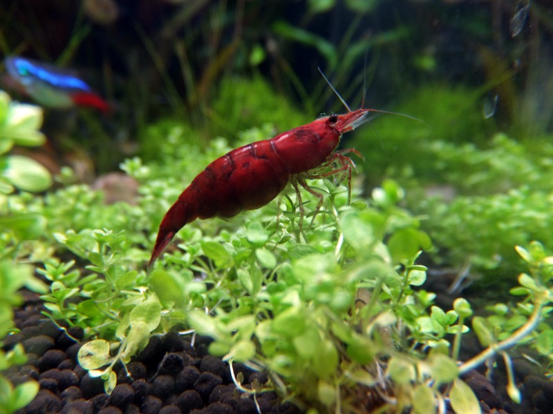 What types of freshwater shrimp to choose for keeping?
