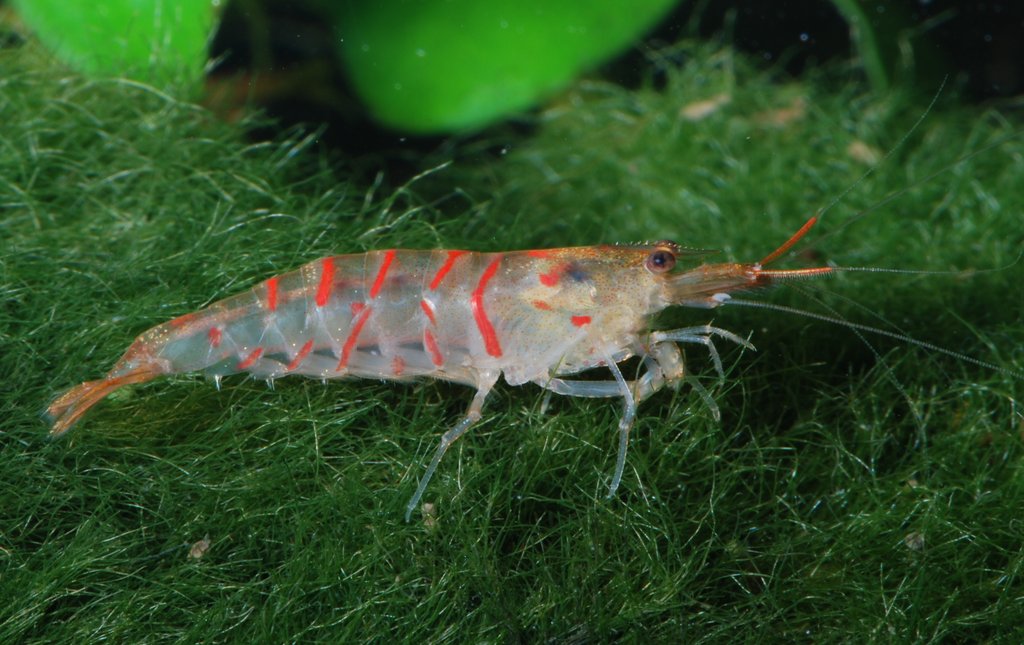 Freshwater aquarium shrimp - useful accessories
