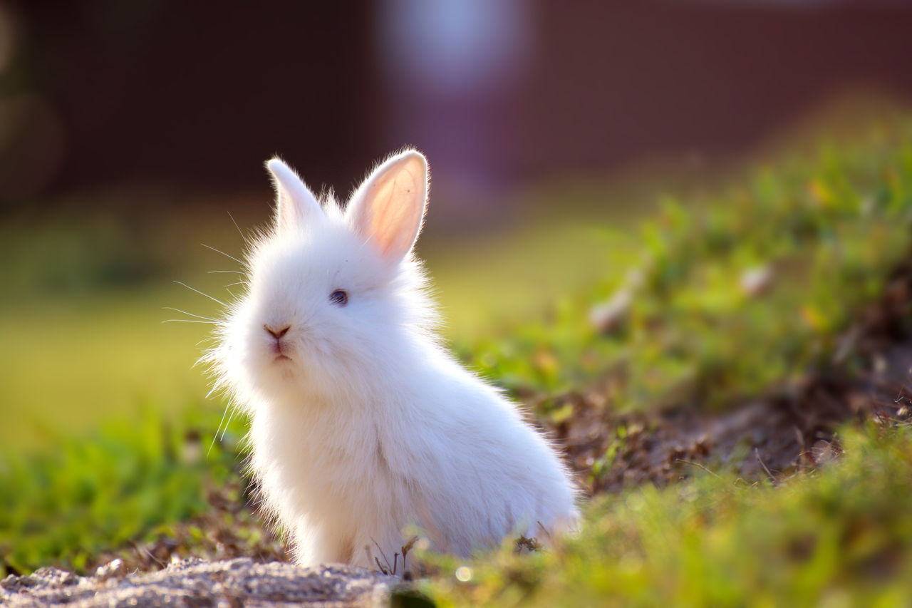 ¿Cómo cuidar a un conejo enano?