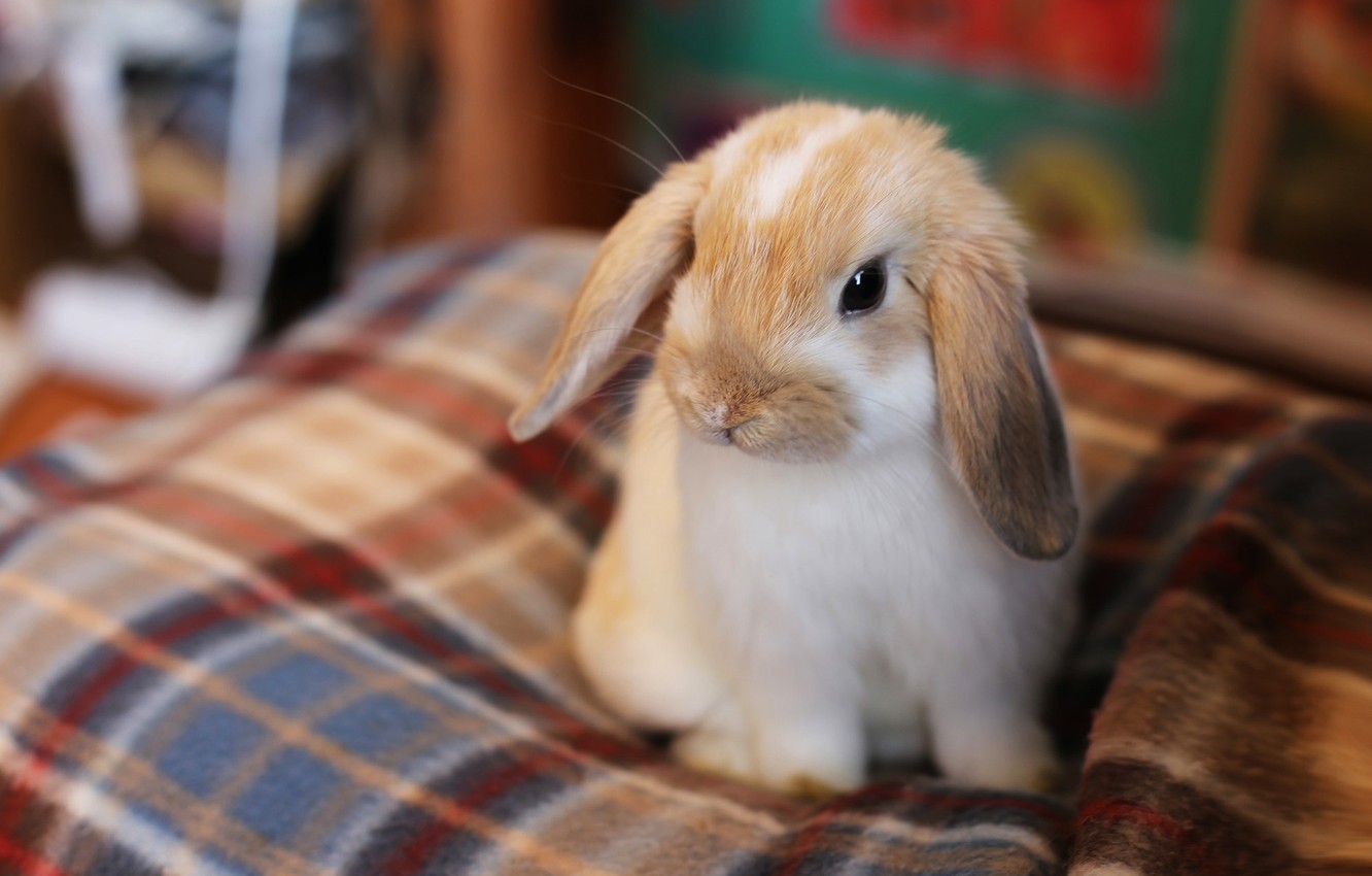 Coniglio Nano - Come Prendersi Cura di Un Coniglio Nano?