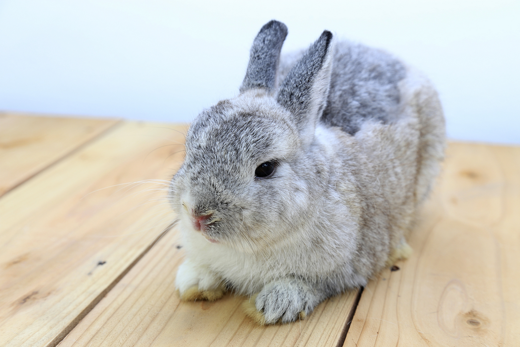 How long does a domestic dwarf bunny live?