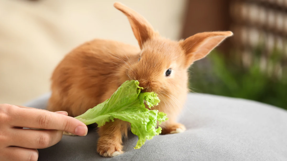 What do dwarf rabbits eat?