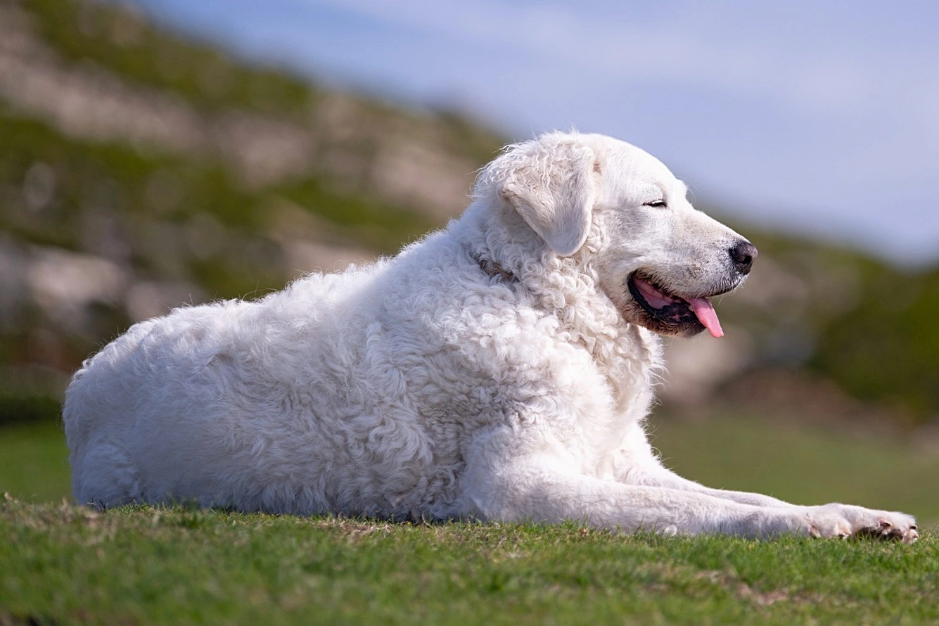 Hungarian Kuvasz Dog - Temperament, Size, Lifespan, Puppies