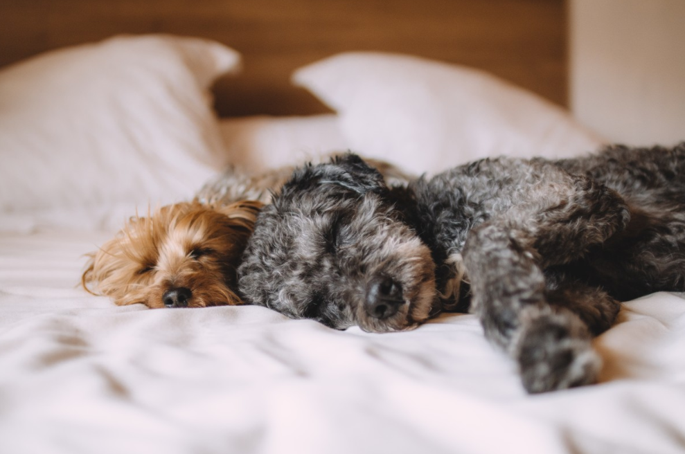Un lit de chien parfait - Trouvez le meilleur type de lit de chien pour votre chiot