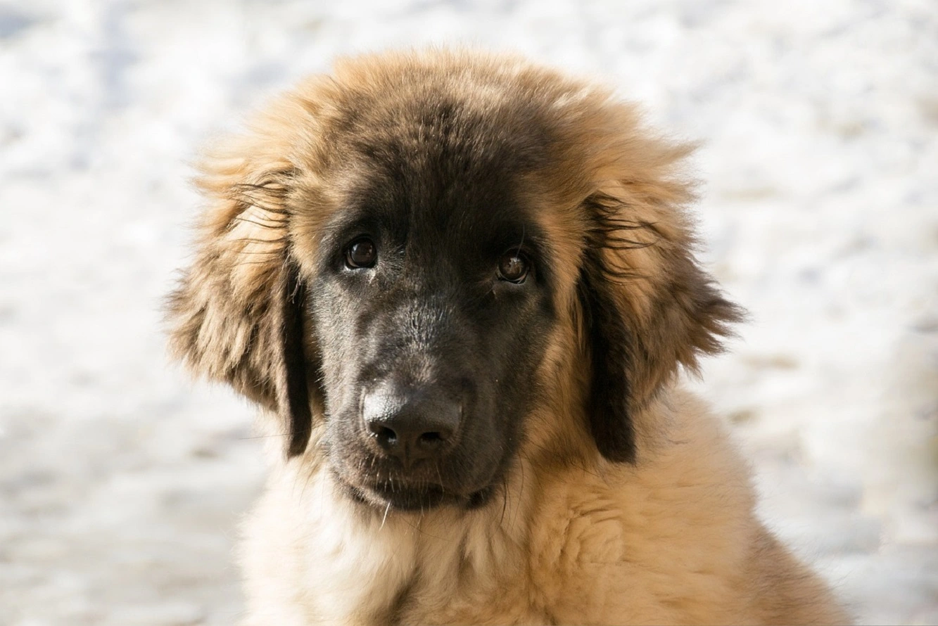 Datos Principales del Perro Leonberger - Temperamento, Vida útil, Cachorros